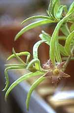 Image result for Brachystelma