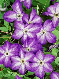 Clematis is a perennial and some varieties will get really large, so it is important to keep this in mind, particularly if you plan on growing it in a pot. Clematis Venosa Violacea Bluestone Perennials
