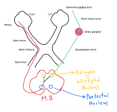Image result for Optical Reflex