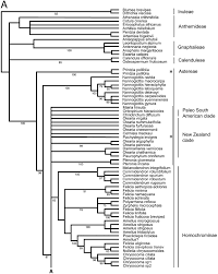 Image result for Felicia clavipilosa