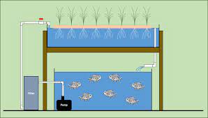 Aquaponics System Layout And Components Land Grant Press