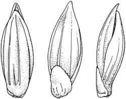 Image result for Entolasia