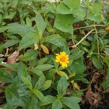 Image result for Sphagneticola trilobata