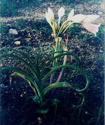 Image result for Crinum rautanenianum
