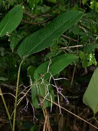 Image result for Hypselodelphys scandens