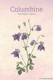Pin On Herbalism