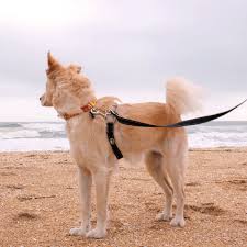 Download the perfect cute dog pictures. 11 Best Dog Leashes 2022 The Strategist