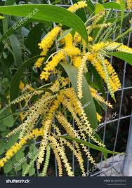 Image result for Acacia auriculiformis