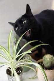 Of cat's behaviors you will find out that this is the natural cycle, you can find out more on animal planet, nat geo wild, and other channels. Plant Portrait Spider Plants Leaf And Paw