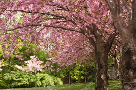 Easy to grow, cold hardy and drought tolerant, this beauty has everything going for it. Pink Cherry Blossom Trees In A Japanese Garden Stock Photo Picture And Royalty Free Image Image 19936461