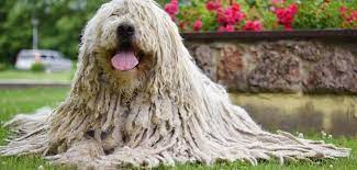 They measured 25 and a half inches and up weighing eighty or more pounds. Komondor Steckbrief Charakter Pflege Haltung