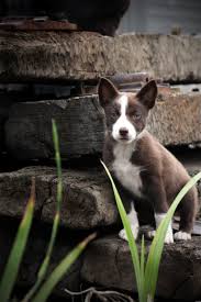 Pin By Ashlee Fleming On Doggie Stuff Cute Dogs Breeds Cattle Dogs Mix Mixed Breed Dogs Op 29 maart is kimmy de trotse moeder geworden van 4 gezonde border collie pups. cute dogs breeds cattle dogs mix