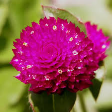 Image result for Gomphrena globosa