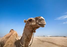 B) camel riding in marocco see all of southern morocco on a camel! Horse And Camel Riding Camel Ride On The Outskirts Of Agadir