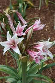 Image result for Crinum rautanenianum