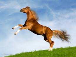 Image result for HORSE