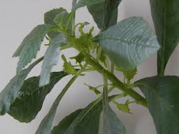 Image result for Dorstenia psilurus