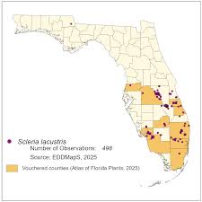 Image result for Scleria lacustris
