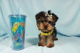 Some of the 34 shih tzu confiscated by orange county animal services in april peek out a window of the van in which. Pennysaver Teacup And Toy Puppies Available In Costa Mesa And Orange County In Orange California Usa