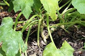 Fruits and vegetable consumption has been associated with a reduced risk of many adverse health conditions. Squash Diseases Tips On Identification Control