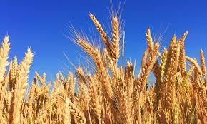 Shabhuʿoth in classical and mizrahi hebrew hebrew: Seven Ways To Make Shavuot Personal Jwi