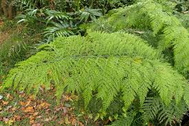 Image result for Asplenium