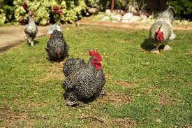 Cochin chickens come in a variety of colors: Barred Cochin Bantam Baby Chicks For Sale Chickens For Backyards