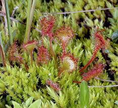 Image result for Drosera burkeana