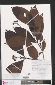 Image result for Psychotria vogeliana