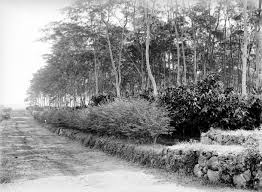 Image result for Ormocarpum schliebenii