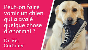 Peut On Faire Vomir Un Chien Qui A Avale Quelque Chose D Anormal Youtube