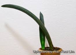Image result for Sansevieria hallii