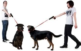 Try to be home for as long as possible to comfort your dog. Put Down Pooch With The Dog Leash Gun Wired