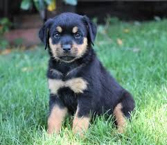 Get this free breed specific training course to have a happy & healthy dog at home. Rottweiler Puppies For Sale Near Me Usa Canada Australia Uk