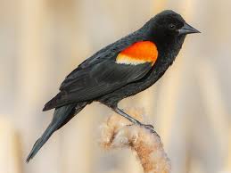 These pretty blackbirds have beautiful, obvious coloring. Photos Red Winged Blackbird Agelaius Phoeniceus Birds Of The World