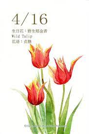 每日一花4 16生日花 野生 haru hello flower painting flower art watercolor flowers