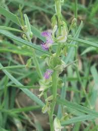 Image result for Polygala erioptera
