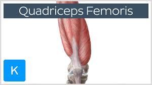 Both are made of collagen. Quadriceps Femoris Muscle Origin Insertion And Function Human Anatomy Kenhub Youtube