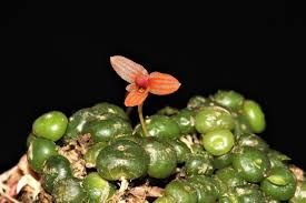 Image result for Bulbophyllum