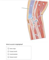 Broadly considered, human muscle—like the muscles of all vertebrates—is often divided into striated muscle, smooth. Which Muscle Is Highlighted O Teres Major Triceps Chegg Com