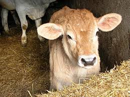 Facciamo insieme un bell'arrosto di girello di vitello con il magic cooker, nb. Carne Rossa Bovina Tagli E Usi In Cucina Alimentipedia It