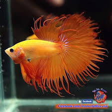 Pin By M Fuad Arifin On Beautiful Betta Fish Betta Fish Betta Siamese Fighting Fish