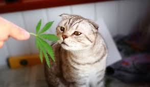 By m.cat74 115 months ago. Cannabis And Cats A Feline Guide To Marijuana Cbd And Hemp