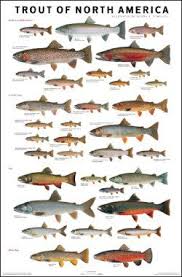 Fly Fish For Different Trout Species Fishing Fish Chart