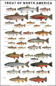 fly fish for different trout species fishing fish chart