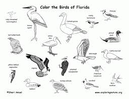 Florida is a state located in the southeastern part of the united states. 7 Pics Of Florida State Animal Coloring Page Florida State Bird Coloring Home