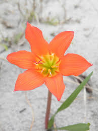 Image result for Cyrtanthus galpinii