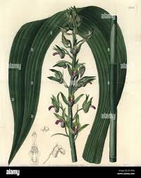 Image result for Eulophia alta