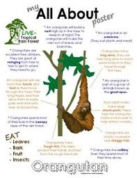 My All About Orangutans Book Workbook Tropical Rain Forest Jungle Animals Orangutan Rainforest Animals Rainforest Activities