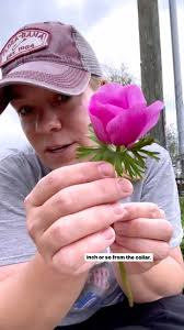 Did you know that when harvesting Anemones, you want the flower to open and  close a few times before harvesting? , ☑️ Save this video to reference  later! Are you growing Anemones this year?! PS- If we ...